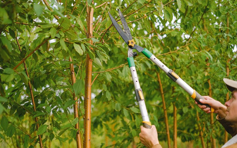 Tree trimming in West Mifflin, PA